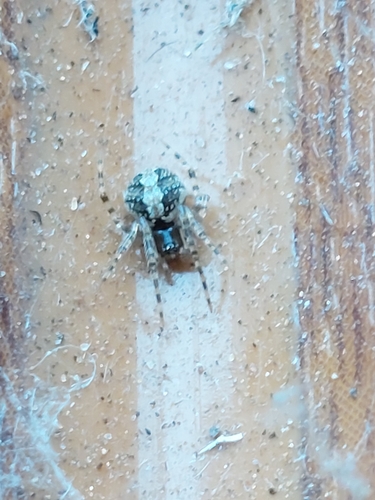 Theridion melanurum