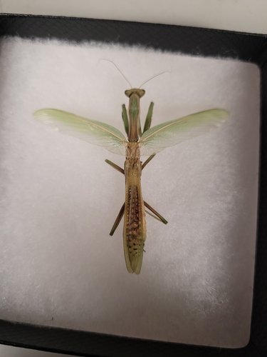 Mediterranean Mantis