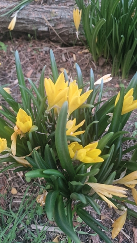 Winter Daffodil