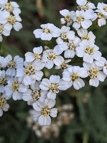 common yarrow