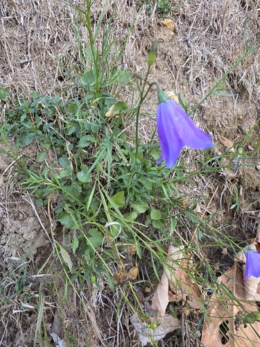 Common Harebell