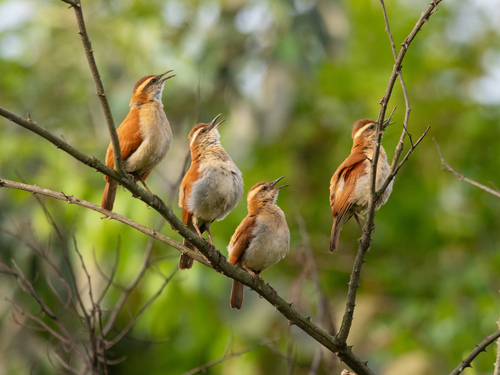 Wing-banded Hornero