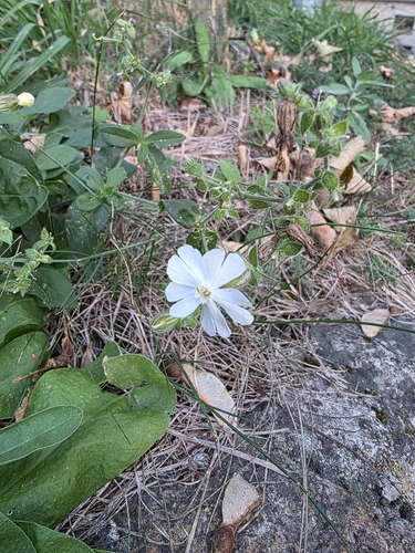 white campion