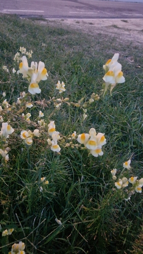 common toadflax