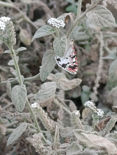 Crimson-speckled Flunkey