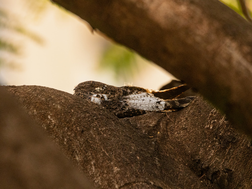 Short-tailed Nighthawk