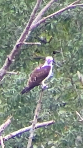 American Osprey