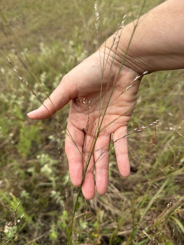 switchgrass