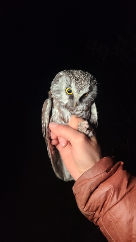 Boreal Owl