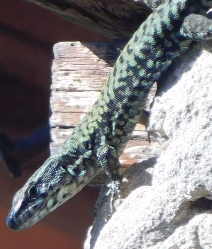 Common Wall Lizard