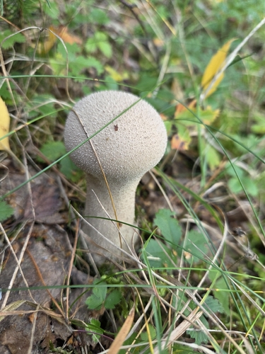 Pestle Puffball