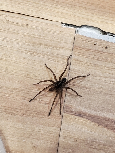 Wetland Giant Wolf Spider