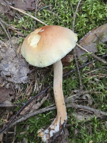 Smoky-gilled Hypholoma
