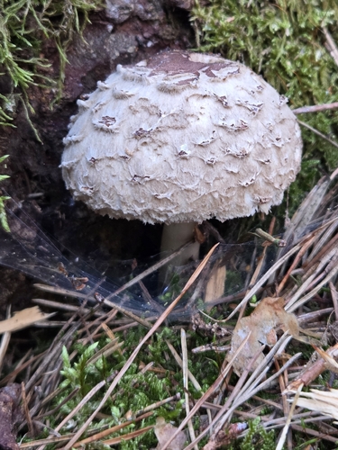 Olive Shaggy Parasol