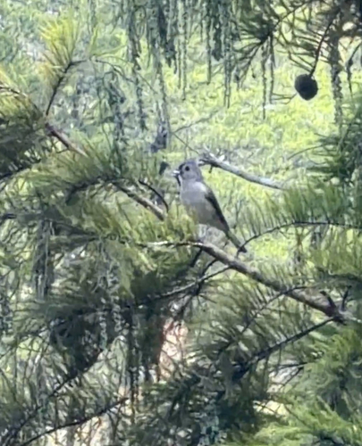 Tufted Titmouse