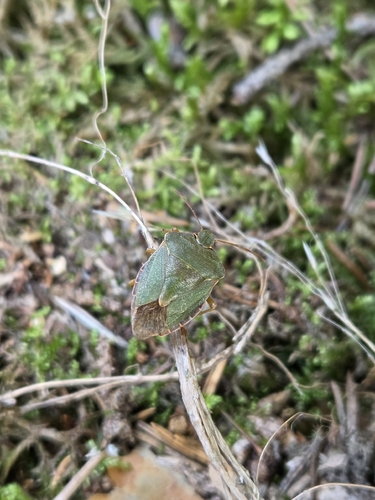 Green Shield Bug