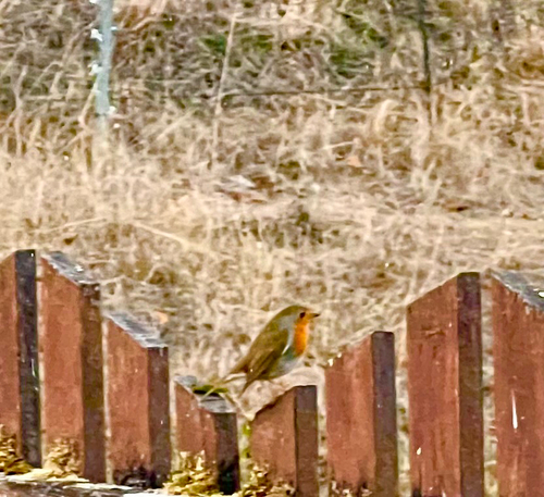 European Robin