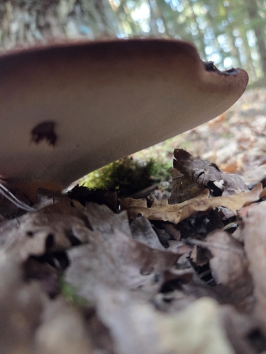 Beefsteak Polypore
