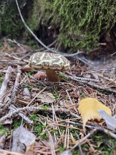 Red-cracking Bolete