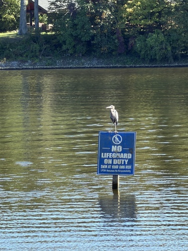 Great Blue Heron