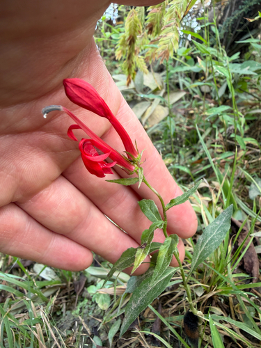 cardinal flower