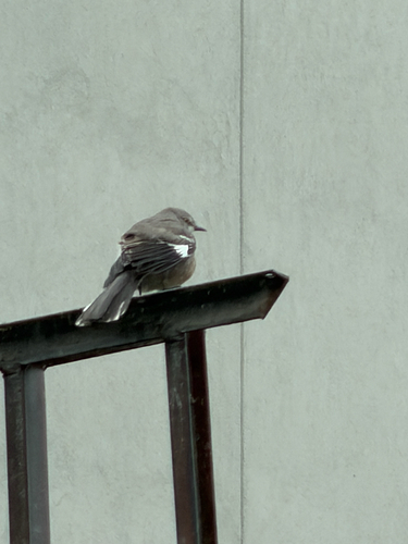 Northern Mockingbird