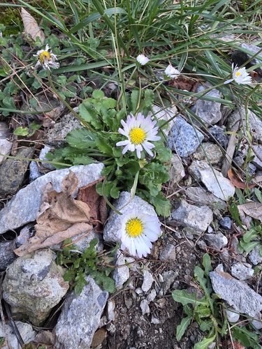 Lawn daisy