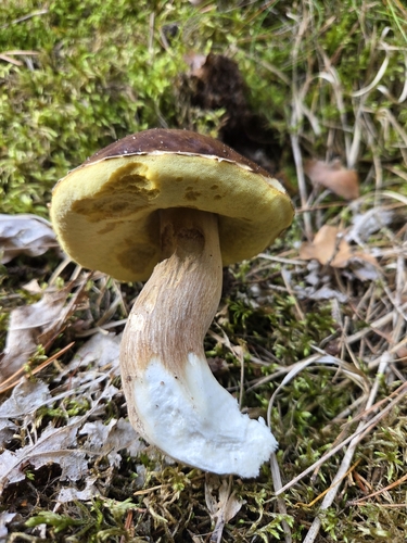 King Bolete