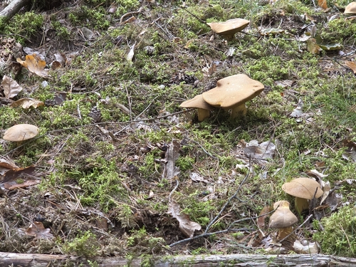 Velvet Bolete
