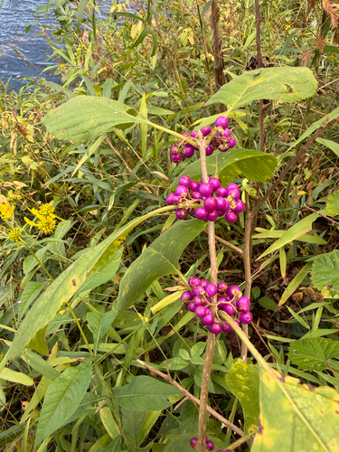 American beautyberry