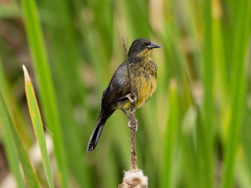 Unicolored Blackbird