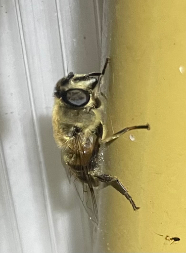 Common Drone Fly
