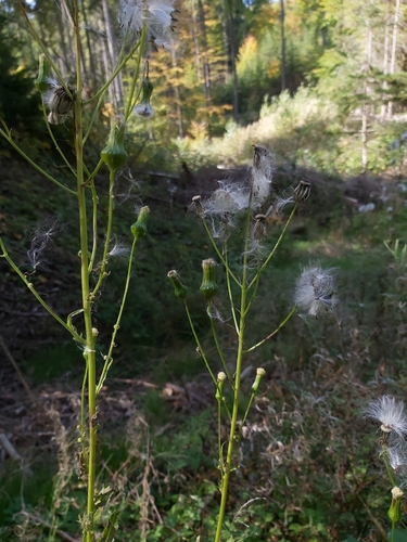American burnweed