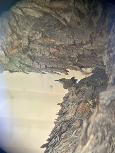 Bewick's Wren
