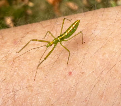 Pale Green Assassin Bug