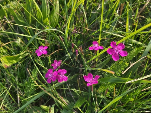 Maiden Pink
