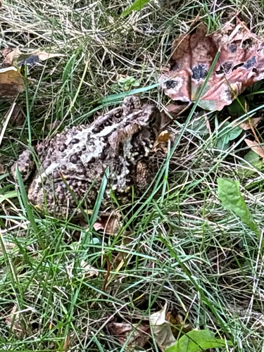 American Toad