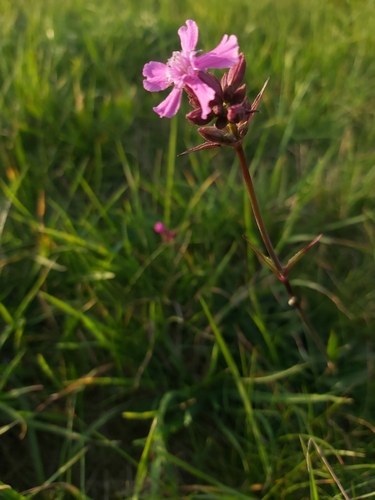 Sticky Catchfly