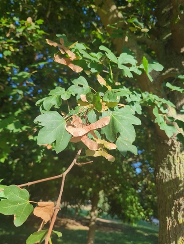 field maple