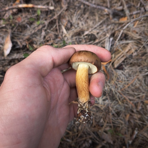 Bay Bolete
