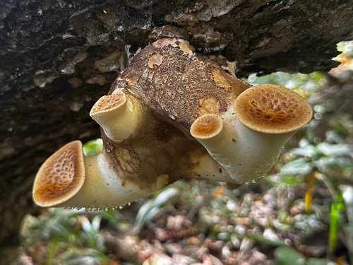 Dryad's Saddle
