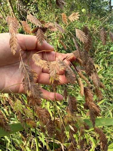 river oats