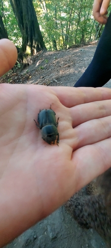 Lesser Stag Beetle