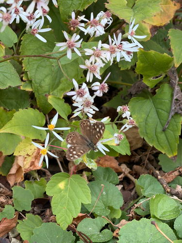 Speckled Wood