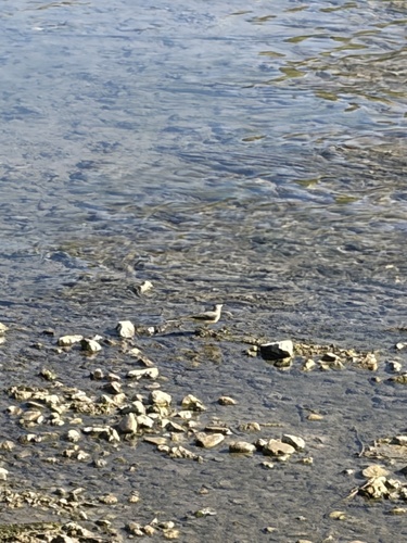 Grey Wagtail