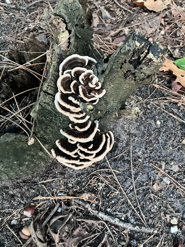 turkey-tail
