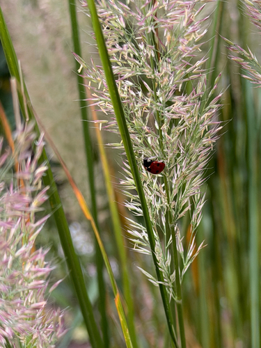 Seven-spotted Lady Beetle