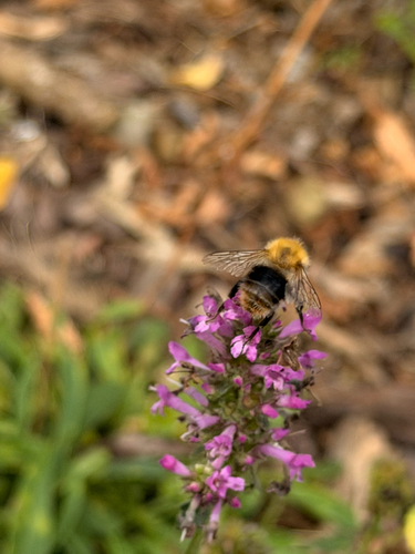 Common Carder Bumble Bee