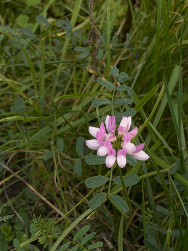 purple crownvetch