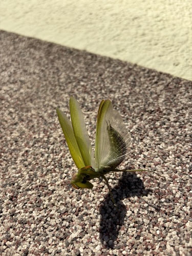 European Mantis